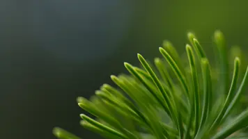 UPM vahvistaa biotalouden perustaa uudella biodiversiteettisitoumuksella